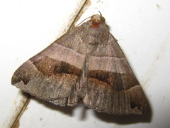 Dysgonia dulcis