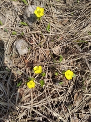 Ranunculus altaicus