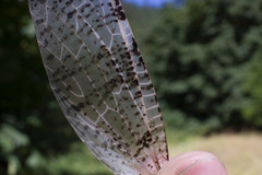 Dysmicohermes disjunctus