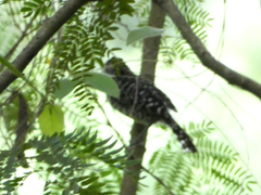 Thamnophilus doliatus