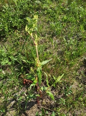 Koenigia tripterocarpa