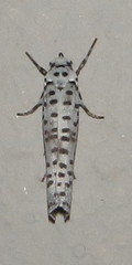 Yponomeuta strigillatus