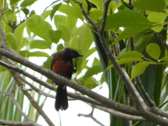 Ramphocelus dimidiatus