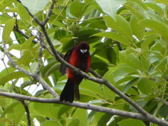 Ramphocelus dimidiatus