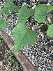 Ampelopsis glandulosa hancei