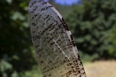 Dysmicohermes disjunctus