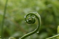 Histiopteris