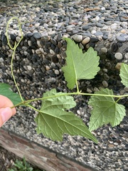 Ampelopsis glandulosa hancei