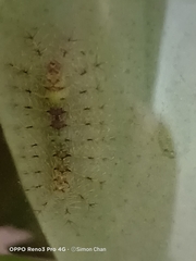 Euthalia adonia pinwilli