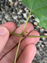 Ampelopsis glandulosa hancei