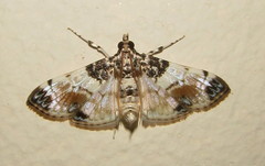 Analyta calligrammalis