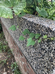 Ampelopsis glandulosa hancei