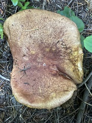 Boletus rex-veris