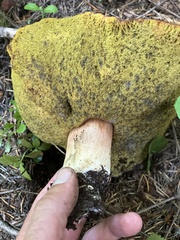 Boletus rex-veris