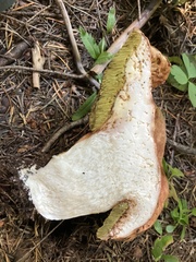Boletus rex-veris