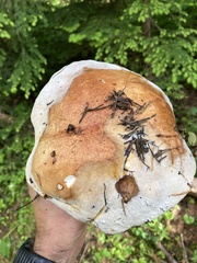 Boletus rex-veris