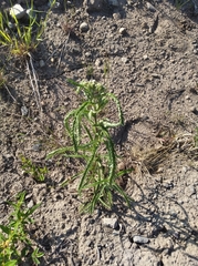 Achillea alpina camtschatica
