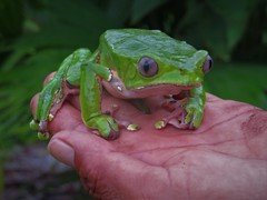 Bicoloured Tree-Frog photo 2