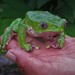 Waxy-Monkey Treefrog - Photo (c) beastmaster, some rights reserved (CC BY-NC)