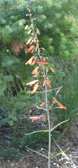 Penstemon barbatus