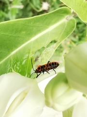Tropidothorax sinensis