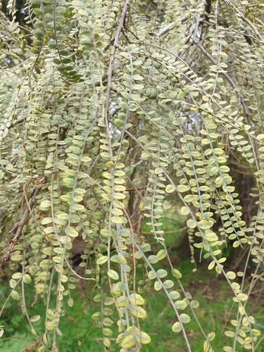Image of Sophora godleyi by (c) Courtney Tregurtha-Nairn, some rights reserved (CC BY)