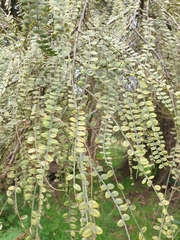 Sophora godleyi