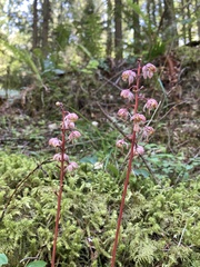 Pyrola aphylla