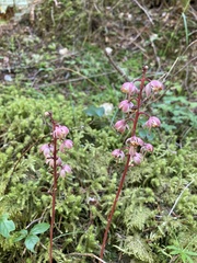 Pyrola aphylla