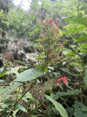 Stenostephanus