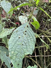 Stenostephanus