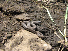 Tropidoclonion lineatum