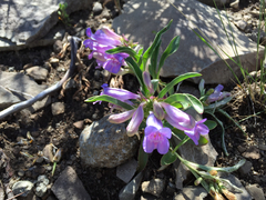 Penstemon speciosus