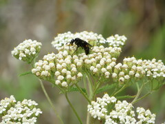 Poecilopompilus algidus
