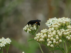 Poecilopompilus algidus