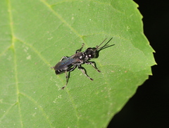 Lyroda