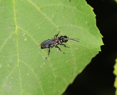 Lyroda