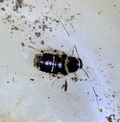 Lobopterella dimidiatipes