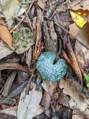 Nervilia taiwaniana
