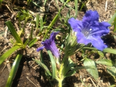 Ruellia