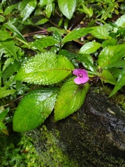 Chrysothemis melittifolia