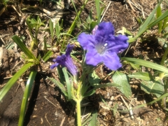 Ruellia