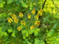 Packera schweinitziana