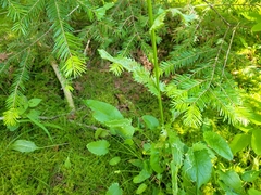 Packera schweinitziana