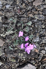 Dianthus repens