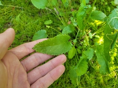 Packera schweinitziana