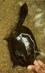 Hydromedusa maximiliani