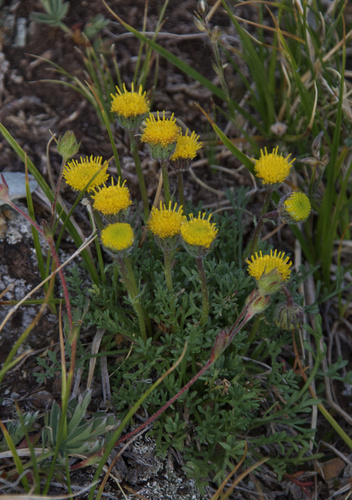 depauperate fleabane (Erigeron mancus)