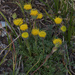 Erigeron mancus - Photo (c) Bryce Silver-Bates, algunos derechos reservados (CC BY-NC), subido por Bryce Silver-Bates