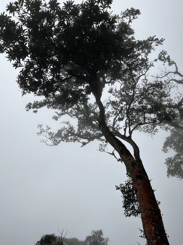 Panopsis suaveolens, photograph 2